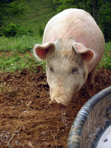 Large White (ou Yorkshire)
