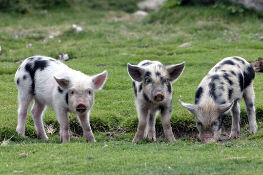 Fi ph ar coch corse01