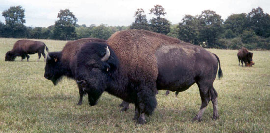 BISON