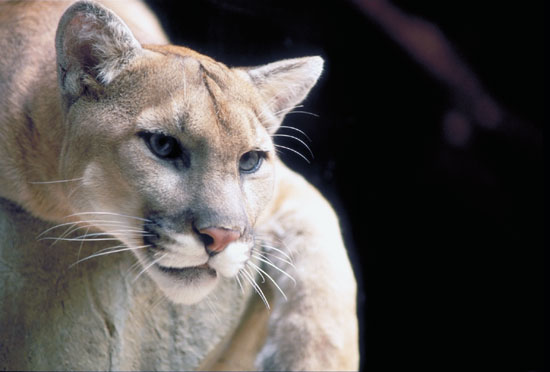 Puma (cougar)