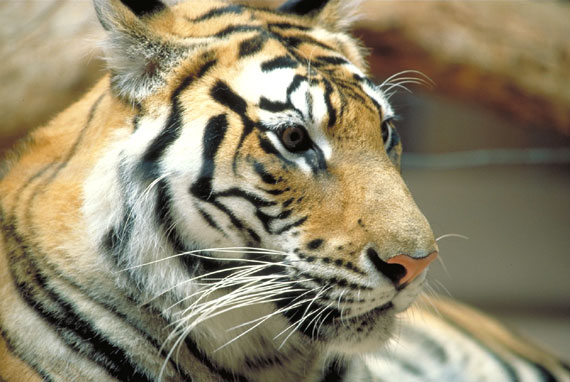 Tigre
