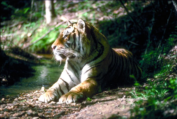 Tigre du Bengale