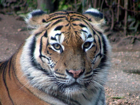 Tigre