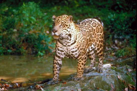 R&eacute;partition et morphologie