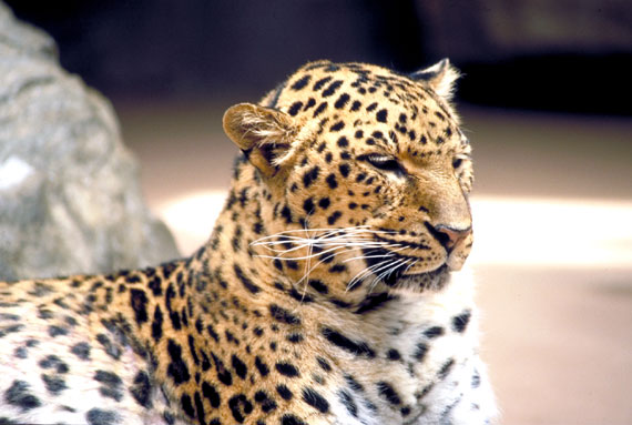 Leopard (panthere)