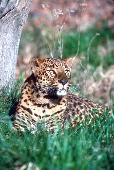 L&eacute;opard (panth&egrave;re)