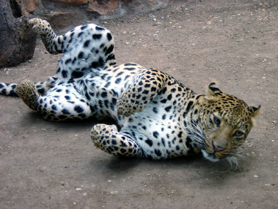 L&eacute;opard (panth&egrave;re)