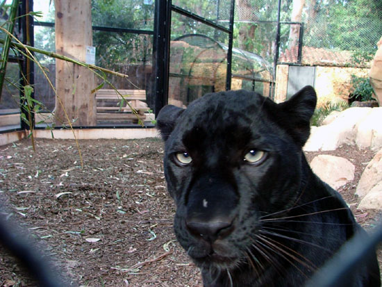 Panth&egrave;re noire (l&eacute;opard m&eacute;lanique)