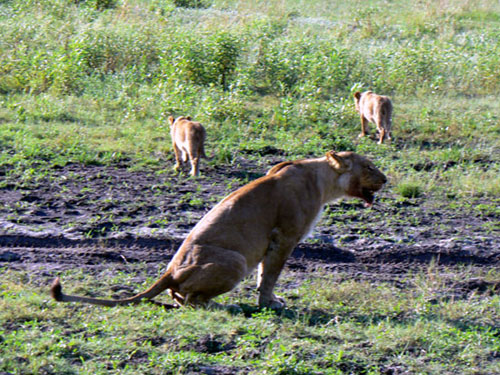 Lionne avec ses lionceaux