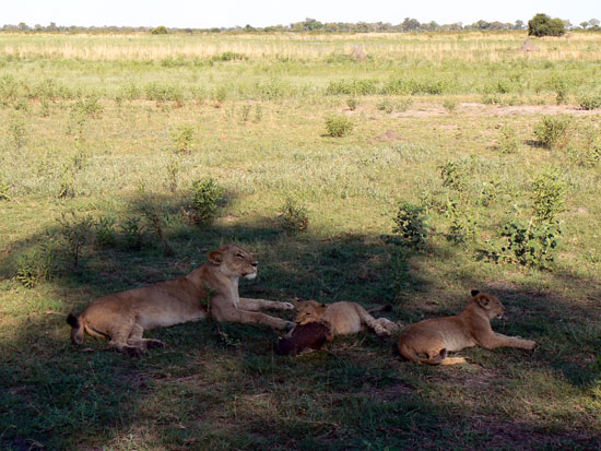 Lionne avec ses lionceaux