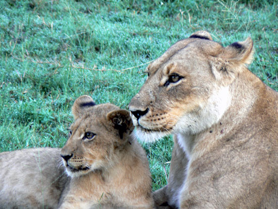 Lionne avec ses lionceaux