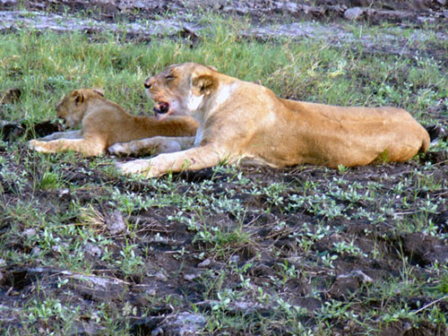 Lionne avec ses lionceaux