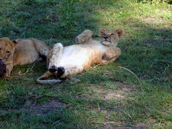 Lionne avec ses lionceaux