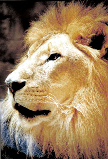 Corel as lion01