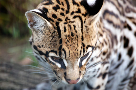 Ocelot