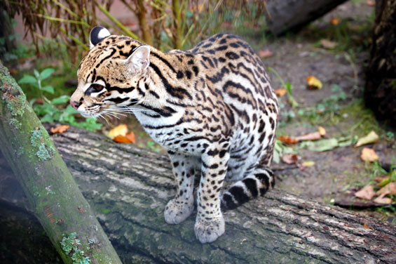 Ocelot