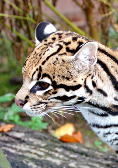 Ocelot