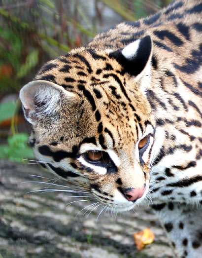 Ocelot