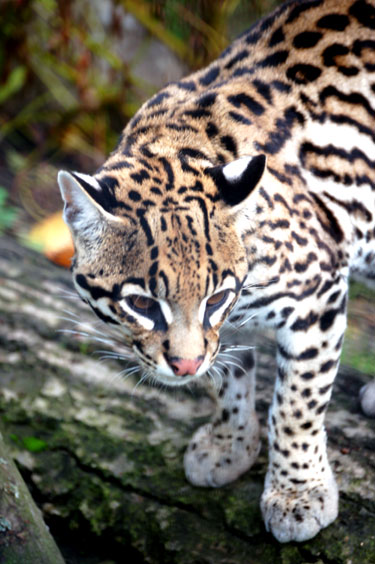 Ocelot