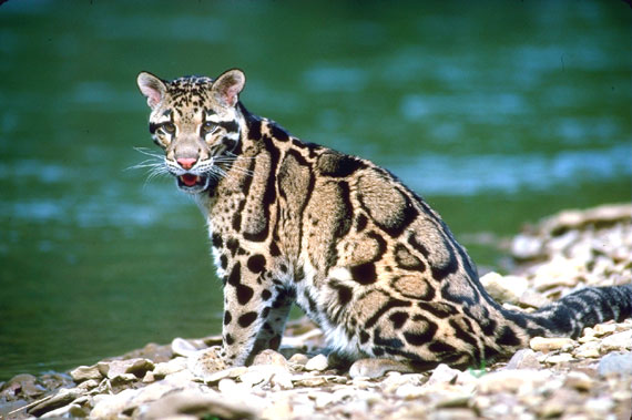 R&eacute;partition et morphologie