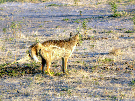 Chacal &agrave; flanc ray&eacute;