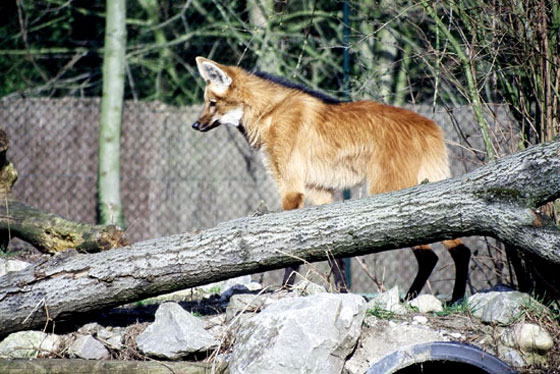 Loup &agrave; crini&egrave;re