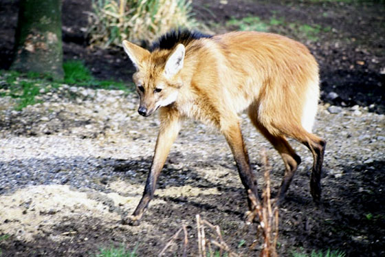 Loup &agrave; crini&egrave;re
