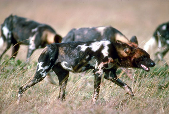 Alimentation et reproduction