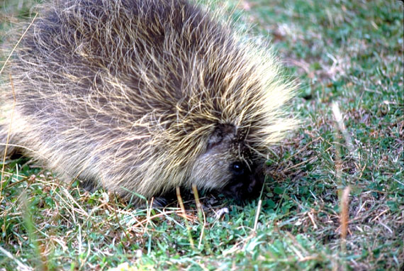 Porc-&eacute;pic d'Am&eacute;rique