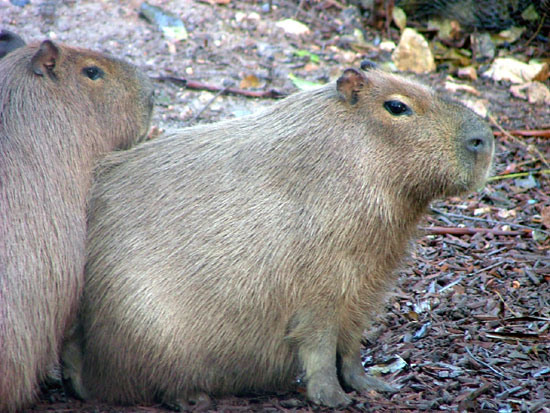 Divers Petits Mammiferes