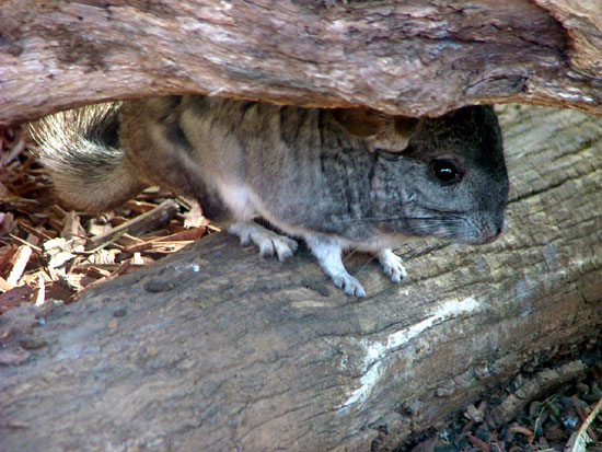 Chinchilla