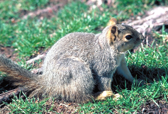 Corel as ecureuil roux am01