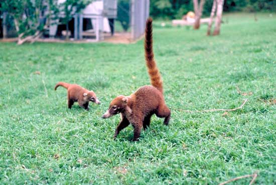 Coati brun