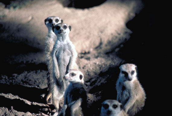 Suricate