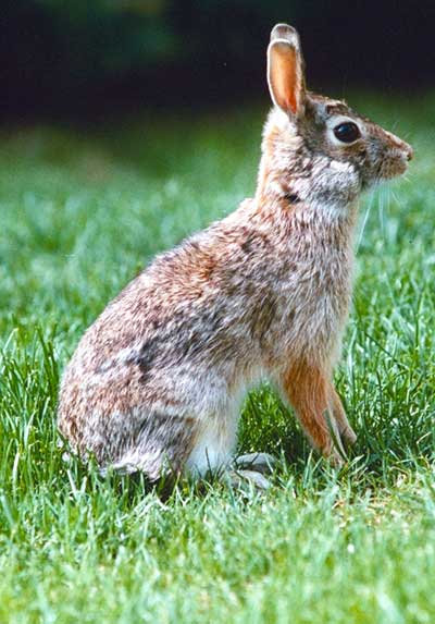 Lapins, Lievres, Pikas