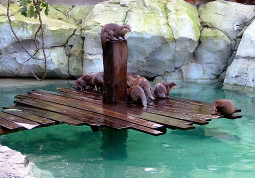 Loutre cendr&eacute;e