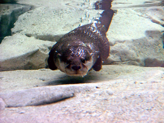 Loutre cendr&eacute;e