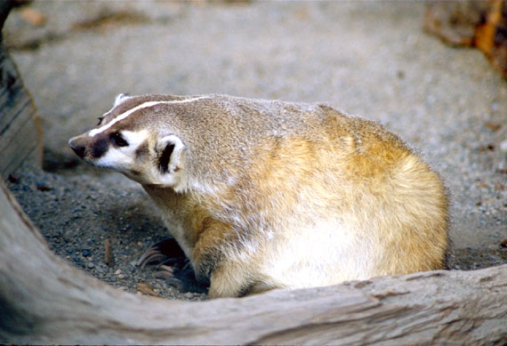 Mustelides