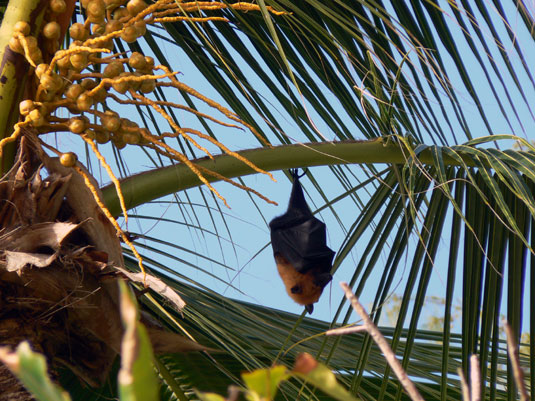 Roussette des Seychelles