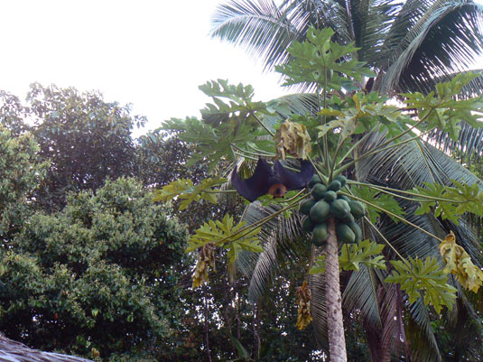 Roussette des Seychelles