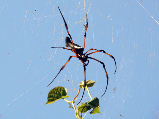 N&eacute;phile dor&eacute;e