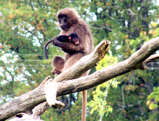 Gelada