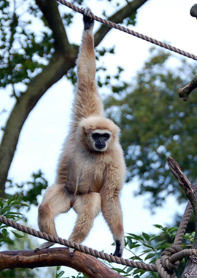 Gibbon lar (gibbon &agrave; mains blanches)