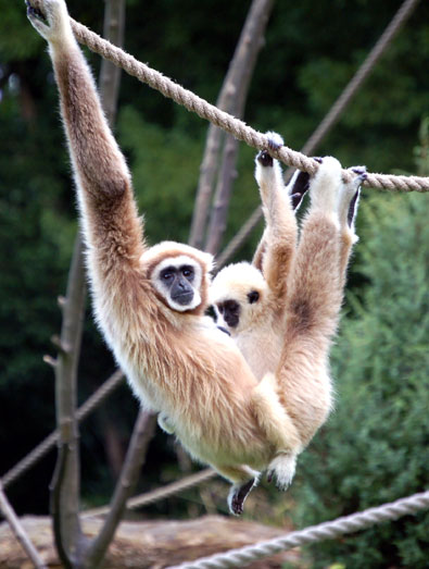 Gibbon lar (gibbon &agrave; mains blanches)