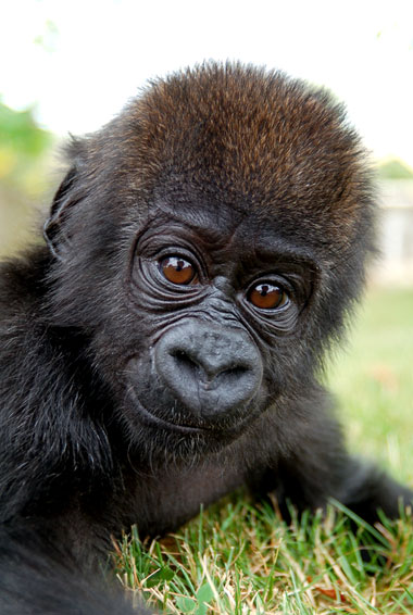 B&eacute;b&eacute; gorille