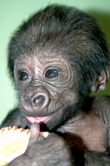 B&eacute;b&eacute; gorille