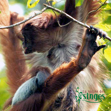 At&egrave;le Belz&eacute;buth