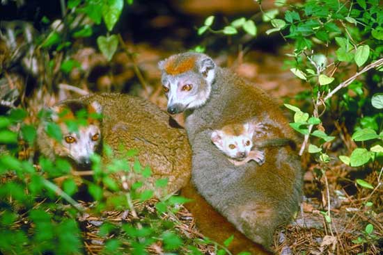 Les Primates De A A L