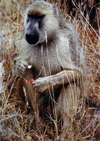 Ifsa as babouin doguera01