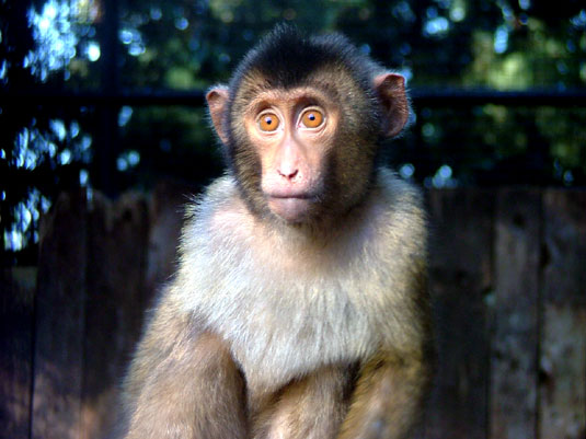 Macaque &agrave; queue de cochon